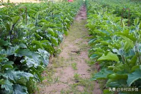 作物得了虫害难以防治怎么办？用这个试一试，一打一个准图片