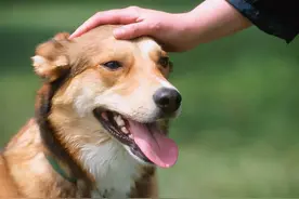 抚摸狗狗的“脑袋”时，其实它并不是在表达爱意图片