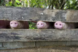 俺老猪也是有脾气的！带你了解猪的一些肢体语言图片
