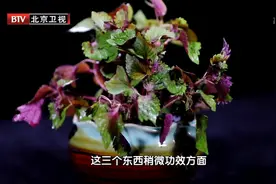 夏天用它泡水喝，解暑祛湿、治感冒，入菜入药，搞定各种小毛病图片