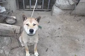 老一辈告诫：“土狗不能养十年，不然必成精”，究竟是为什么？图片