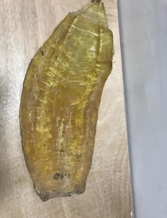 花胶炖好后是什么样 2026年花胶炖好后是什么样子图片