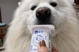 狗能不能喝酸奶？能！快给它舔舔吧图片