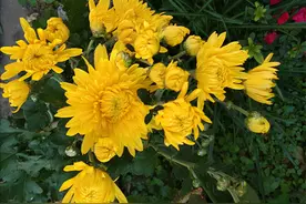 关注养老金改革 夏姐后悔没有关心过养老金图片