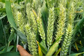 2022年高产小麦品种排行榜，这十个小麦品种，表现好产量高图片