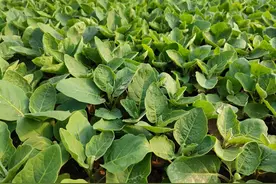 这两个种菜小秘方，在家就能做，效果好还省钱，关键是实用图片