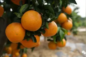 内含福利 | 后天（26日）开园！来新洲摘可以吸着吃的果冻橙图片
