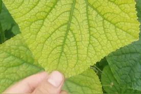 蔬菜叶变黄，菜农别紧张，6处找原因，高产有保障图片