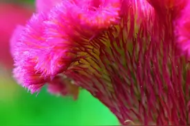 「鸡冠花」因为横着长，让它火了一千多年图片