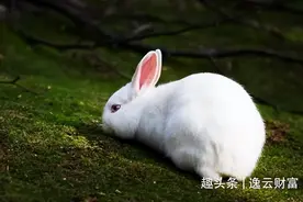 众人皆知“兔子不吃窝边草”，那下一句是什么？说尽了人性的丑陋图片