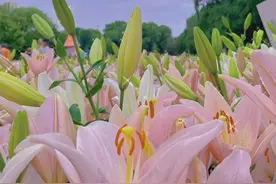 野百合也有春天图片