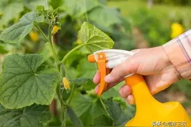 黄瓜蚜虫爆发后，叶片变黄开花少结瓜小，该怎么办？图片