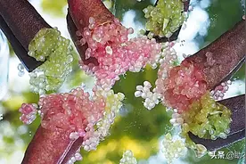 市场价近千元一斤的柠檬，原来它长这样子，怪不得称水果界鱼子酱图片