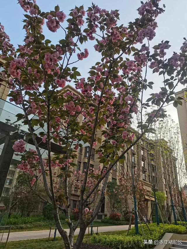 枣庄新城小区探访——南石大盘：水辰•君悦府