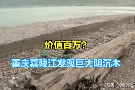 2万/斤！重庆嘉陵江出现巨大阴沉木，有盗割痕迹，最新：无法管理图片