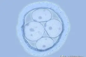 试管婴儿鲜胚和囊胚有什么区别呢？图片