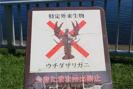 日本立法禁售小龙虾 网友吐槽不懂美味图片