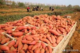 8月份红薯用上这两招，产量增加40%很轻松，这可是多年的实践图片