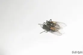苍蝇可以随便把头拿下来玩？其实苍蝇也不是故意的，更不是为了玩图片