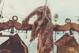 日本渔船捕获神秘生物，体型巨大形似恐龙，其真实身份无人敢信图片