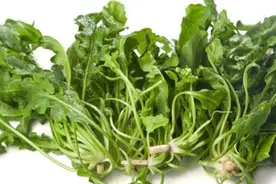 河南的几种野菜，过了冬天赶紧去挖图片