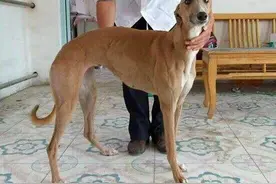 为何国人不养“细犬”？腿再长，也躲不过这6点图片