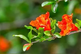 养花俗语“五树开花，不富也发”，不是迷信，是老祖先的祈盼图片