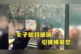 女子隔玻璃打狒狒引其暴怒撞头背后，游客为啥不能敲动物园玻璃？图片