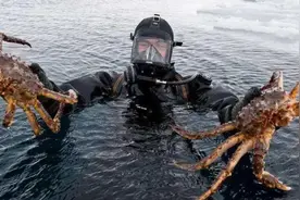 帝王蟹不是螃蟹，为何泛滥成灾，还卖2000元一只？图片