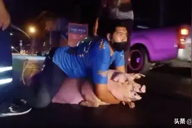泰国“猪哥”不愿被宰跳车逃生图片