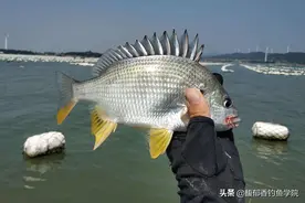 如何腌制海钓虾饵？一种效果超级好的海钓虾饵的腌制方法图片