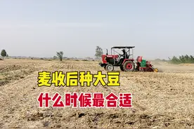 小麦收完后，种植大豆过早或过晚都不行，什么时候播种最合适？图片