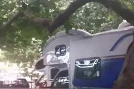 高尔基路路边一棵梧桐树，三天刮坏三辆车图片