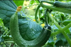 黄瓜“弯瓜”怎么办？老菜农一根牙签就搞定，5步预防法轻松解决图片