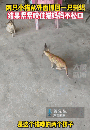 买到一盒肯德基猫爪蛋挞,我当场气死