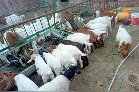 农村养羊散户常常会忽略的几个问题，个个都关系着自己的钱袋子图片