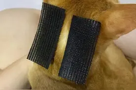 16个变态又实用的养猫妙招，必看图片