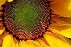 人生的灾难和痛苦，都是上帝送给人们最好的礼物图片