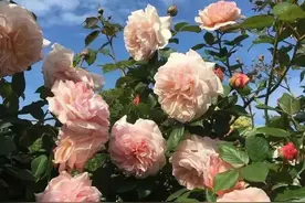 超火网易云文案分享：“感谢你曾经来过”图片