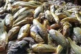 一夜暴富，卖了957万元！浙江渔民一网捕获4900斤野生大黄花鱼图片