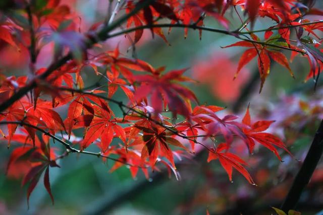 南明区：初冬时节好风景