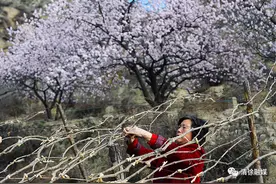 @太原人 快来清徐水峪村看杏花吧，太美了图片