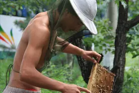 养蜂人在外地养蜂不顺利，只因他在采蜜的时候少做了一件事图片