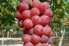 CPPU 与 GA 3 对“妮娜皇后”葡萄果实品质的影响图片