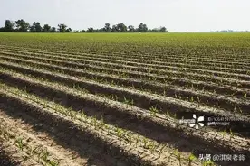 农作物种植起垄、做畦的高度与产量有密切关系图片