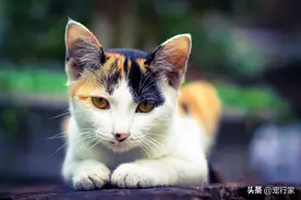 水很廉价，却关乎猫咪的健康！如何才能让猫多补水？图片