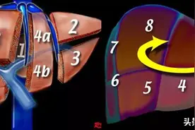 最全总结 | 肝脏的表面解剖及分叶分段，太赞了图片