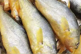 民以食为天——黄花鱼图片