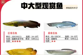 中大型观赏鱼图鉴图片