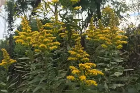 加拿大一枝黄花遭遇湖羊“吃货”！靠吃能解决生物入侵问题吗？图片